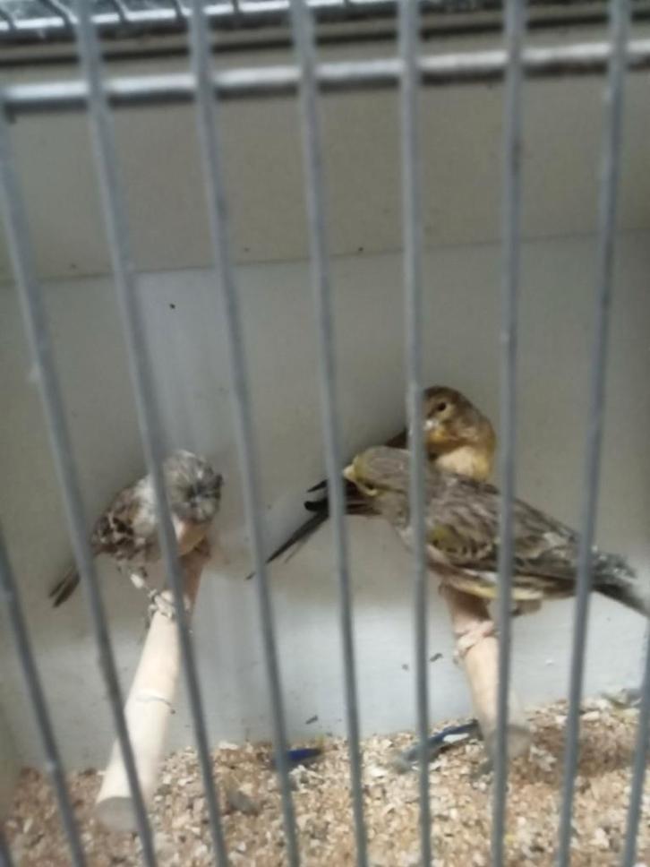 Diverse donkere kanaries, Dieren en Toebehoren, Vogels | Kanaries, Kleurkanarie, Meerdere dieren