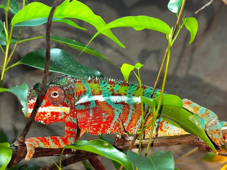 Panther kameleon Chameleon - unknown for sale from Delaney D