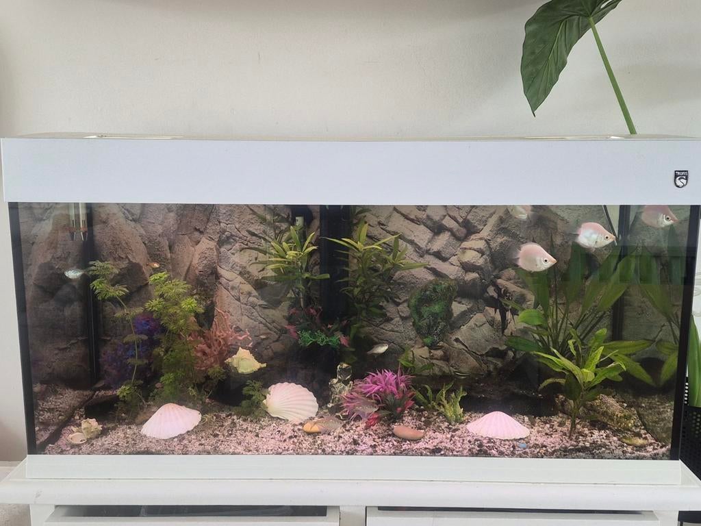 Aquarium, Dieren en Toebehoren, Ophalen
