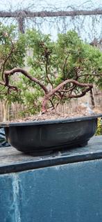 Juniperus chinensis Bonsai - Chinese Jeneverbes, Overige soorten, Volle zon, Vaste plant, Ophalen of Verzenden