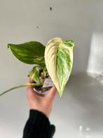 Monstera Lechleriana Variegata - Zeldzame Stek, Huis en Inrichting, Kamerplanten, Ophalen of Verzenden, Halfschaduw, Minder dan 100 cm