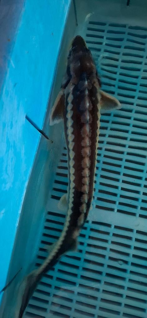 Diamantsteur Guldenstatii, Steur