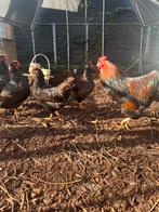 Broedeieren barneveld groot, Dieren en Toebehoren, Geslacht onbekend, Kip