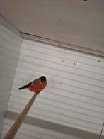 Grote goudvink man 2025, Mannelijk, Wildzangvogel, Geringd