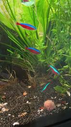 5 kardinaal tetra's, Vis, Zoetwatervis, Schoolvis