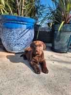 Prachtig mooi reutje met stamboom!!!, Dieren en Toebehoren, Reu, 8 tot 15 weken, Labrador retriever, Parvo