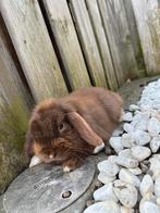 Minilop ram choco, Mannelijk, Dwerg