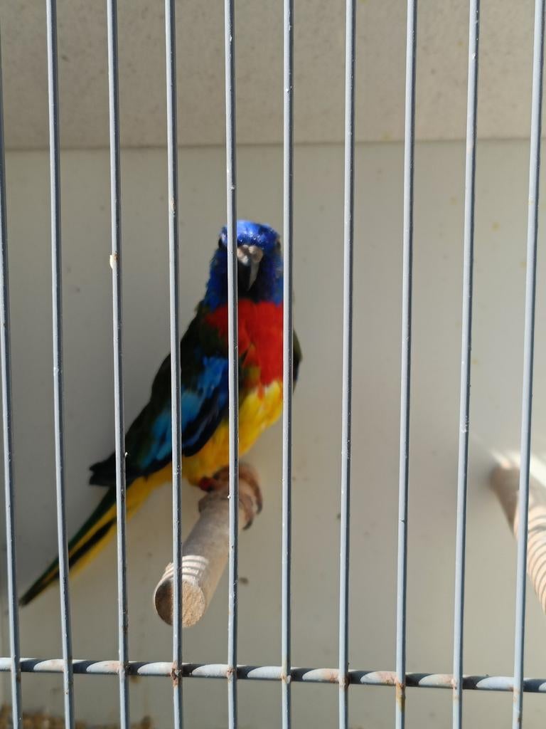 Splendid, Dieren en Toebehoren, Mannelijk, Parkiet, Geringd