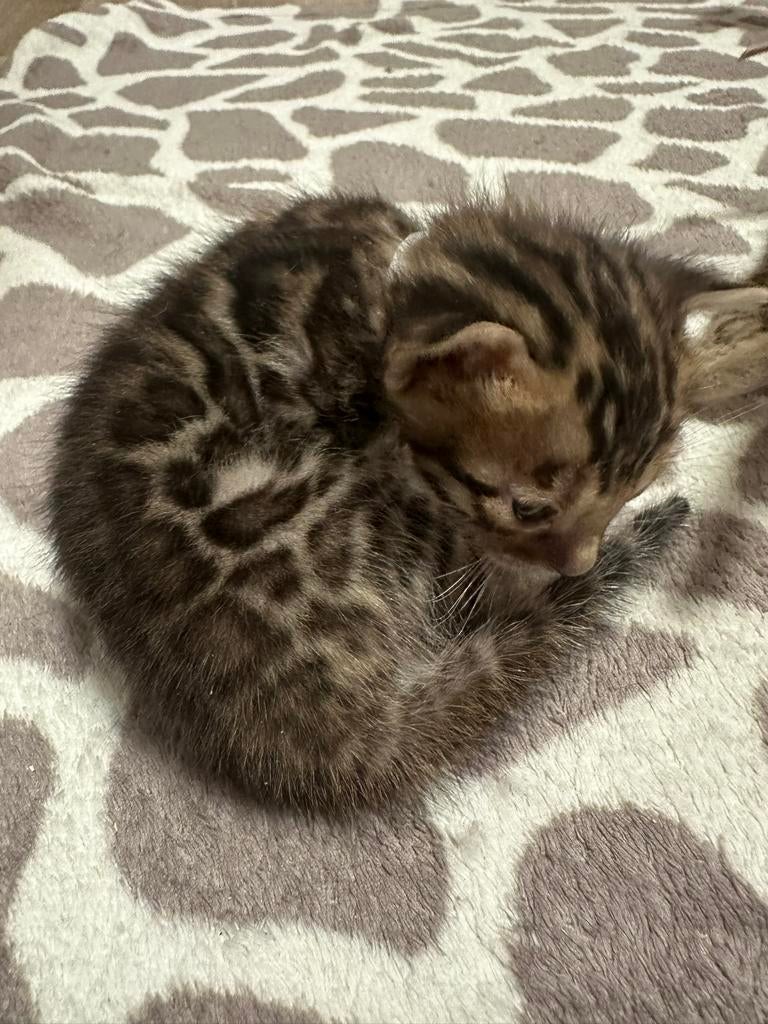 Unieke Raszuivere bengaal kittens, Dieren en Toebehoren, Katten en Kittens | Raskatten | Korthaar, Meerdere dieren, Met stamboom