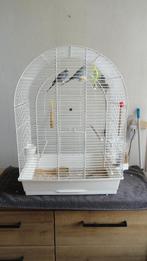 Te koop parkieten, Dieren en Toebehoren, Geslacht onbekend, Parkiet