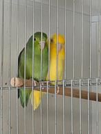 Mooi koppel forpussen broedrijp., Dieren en Toebehoren, Meerdere dieren, Dwergpapegaai of Agapornis, Geringd