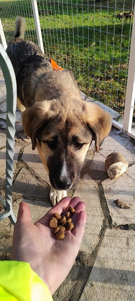  Jabba – een stil meisje met een zacht hart  , Particulier, 15 weken tot 1 jaar, Buitenland, Teef