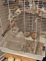 Vogel kooi met 4 jonge parkieten, Dieren en Toebehoren, Ophalen of Verzenden, Zo goed als nieuw, Metaal, Vogelkooi