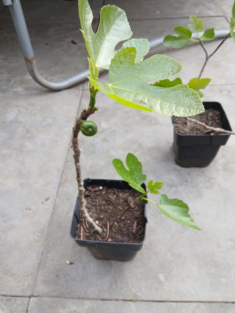 Vijgenstekjes meerjarig Brown Turkey, Tuin en Terras, Ophalen, Volle zon, Tweejarig, Zomer
