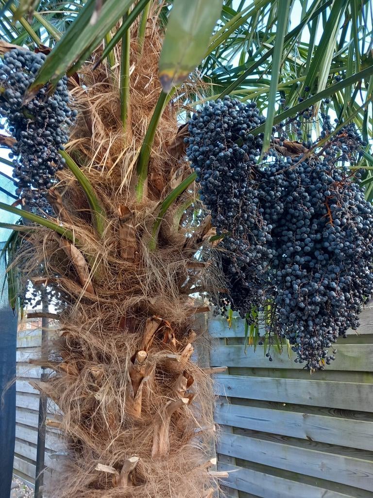 Mooie dadel takken van de palmboom, Volle zon, Ophalen of Verzenden, 100 tot 250 cm, Zomer