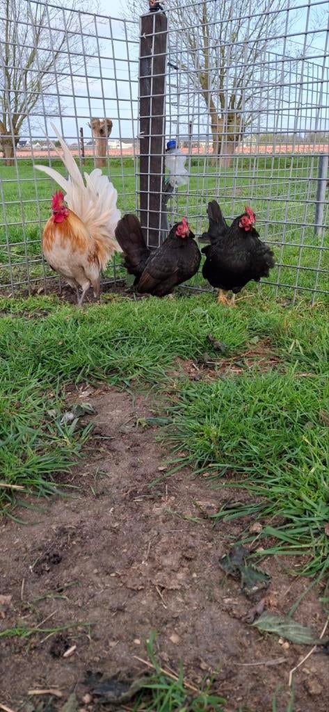 Serama trio  aangeboden., Dieren en Toebehoren, Meerdere dieren, Kip