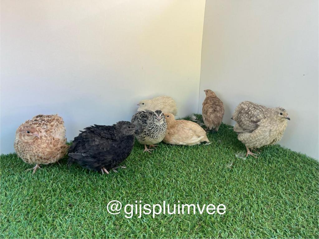 Japanse kwartels hennen diverse kleuren, Vrouwelijk