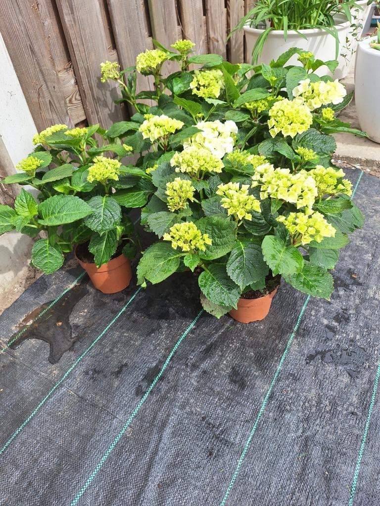 6 witte hortensia's, Tuin en Terras, Planten | Tuinplanten, Ophalen, Overige soorten, Halfschaduw