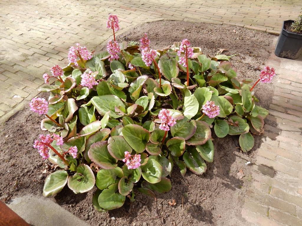 MOOIE SCHOENLAPPERSPLANTEN, Ophalen, Bodembedekkers, Vaste plant, Halfschaduw