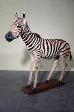 juvenile zebra fullmount taxidermy, Ophalen, Zo goed als nieuw, Hert, Gewei of Kop