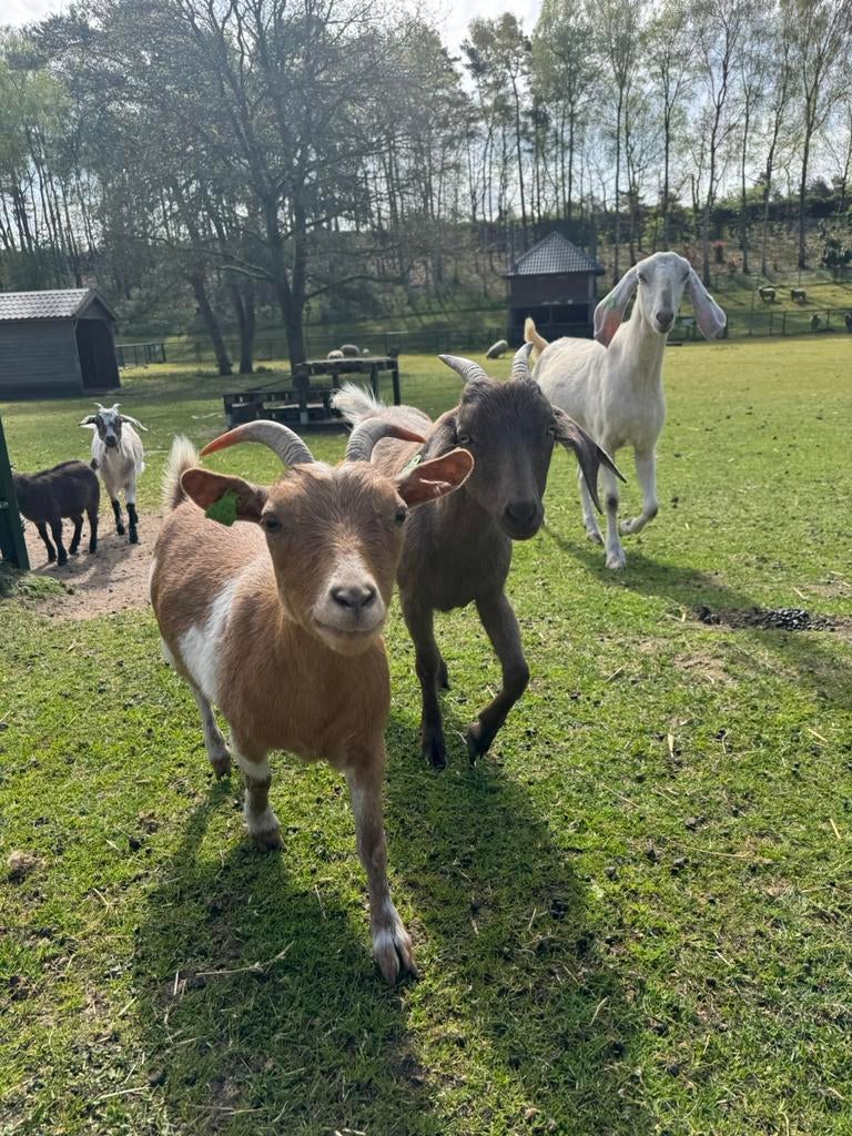 Dwerggeit camel, Vrouwelijk, Geit, 3 tot 5 jaar