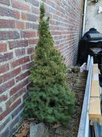 Boompje, Tuin en Terras, Planten | Tuinplanten, Ophalen of Verzenden, Overige soorten, Volle zon