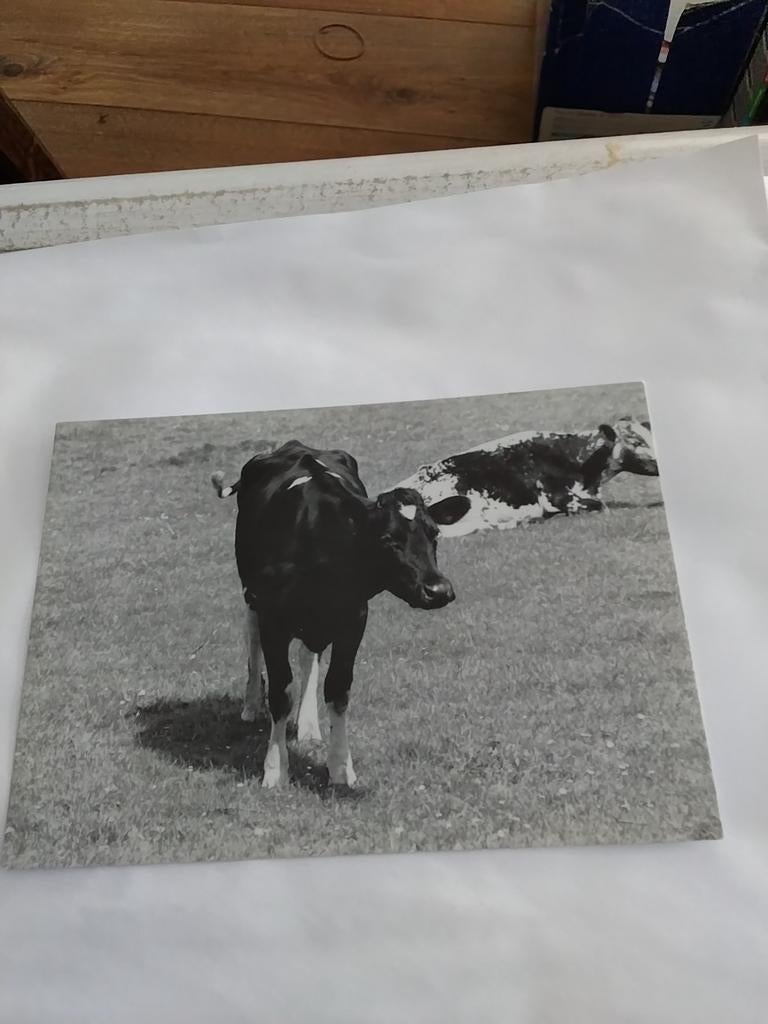 KOEIEN, Ophalen of Verzenden, 1980 tot heden