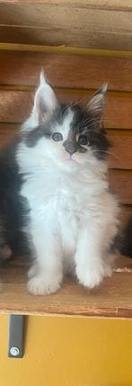 Maine coon kittens, Meerdere dieren, Gechipt, 0 tot 2 jaar