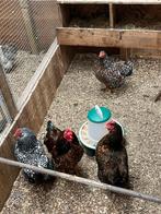 Wyandotte broedeieren, Dieren en Toebehoren, Pluimvee, Geslacht onbekend, Kip