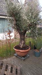Grote oude Europese olijfboom, Tuin en Terras, 100 tot 250 cm, Olijfboom, Zomer, Ophalen