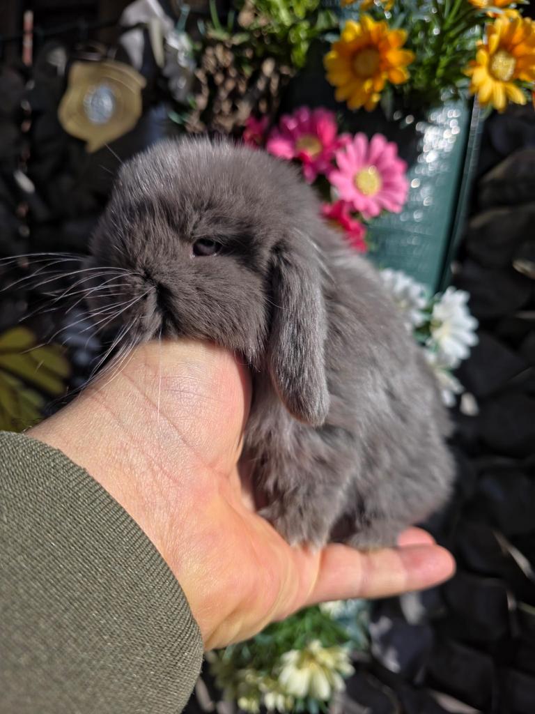 6 Prachtige Baby Konijntjes te Koop Minilop x NL Hangoor, Dieren en Toebehoren, Konijnen, Meerdere dieren, Dwerg, Hangoor