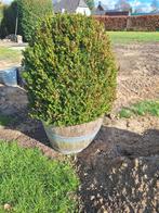 Buxus in houten ton - decoratieve tuinplant, Overige soorten, Vaste plant, Ophalen of Verzenden, Bloeit niet