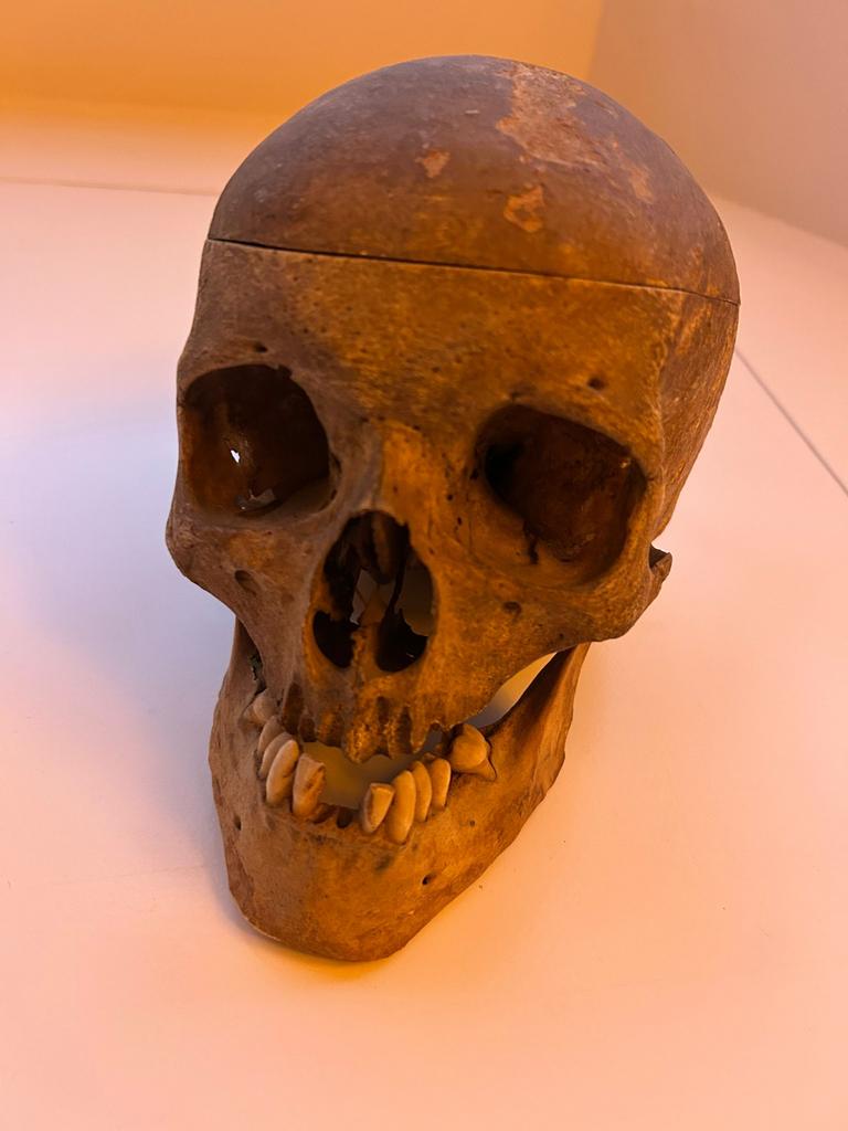 authentieke menselijke schedel, oud medisch onderwijsmodel, Ophalen of Verzenden, Nieuw