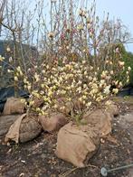 Leegverkoop kwekerij, Volle zon, 100 tot 250 cm, Zomer, Overige soorten