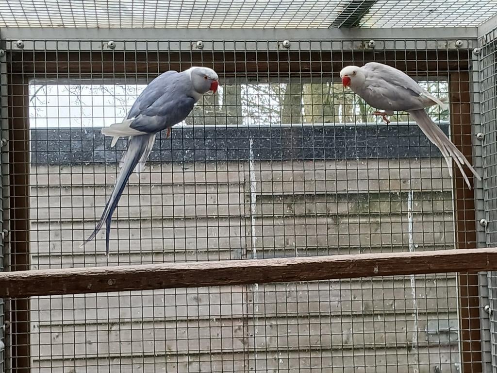 Te koop halsband parkieten (broedrijp), Meerdere dieren, Parkiet
