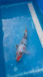 2 Japansekoi Doitsu Showa en Goshiki 30/35 cm, Karper of Koi