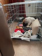 Bench Hond, Dieren en Toebehoren, Ophalen, Zo goed als nieuw