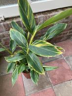 Siergember/, Volle zon, Vaste plant, Zomer, Ophalen