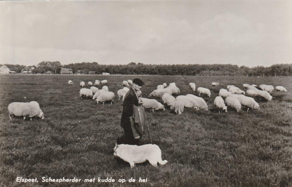 elspeet- schaapherder, Ophalen of Verzenden, 1940 tot 1960, Friesland