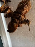 Mooie opgezette vogel - houtsnip, Verzenden, Gebruikt, Vogel, Opgezet dier