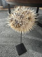 Opgezette kogelvis op zwarte metalen standaard - 19 cm hoog, Ophalen of Verzenden, Zo goed als nieuw