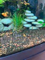 7 baby Platy’s + algeneter., Dieren en Toebehoren, Vis, Zoetwatervis