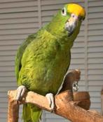 Tamme Geelvoorhoofd Amazone Papegaai, Dieren en Toebehoren, Vogels | Parkieten en Papegaaien, Mannelijk, Papegaai, Geringd