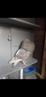 Mooie oliebonten vliegende duif bieden0 643517759, Vrouwelijk, Kropper