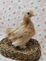 Cochin kriel hennetjes,  leuke kleurtjes, Dieren en Toebehoren, Pluimvee, Vrouwelijk, Kip