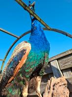 Opgezette Pauw - Prachtige Decoratie, Ophalen, Gebruikt, Vogel, Opgezet dier