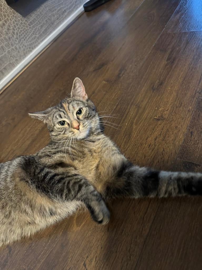 Kat Bella, Dieren en Toebehoren, Katten en Kittens | Overige Katten, Poes, Kortharig, 0 tot 2 jaar