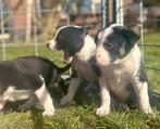 Border collie pups, Parvo, 8 tot 15 weken, Collie, Meerdere