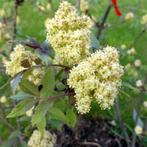 **ACTIE** Sambucus racemosa, Tros vlier, Ophalen of Verzenden, Overige soorten, Struik, Minder dan 100 cm