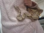 Boa constrictor imperator 2 jaar, Dieren en Toebehoren, Slang, Tam, 3 tot 6 jaar